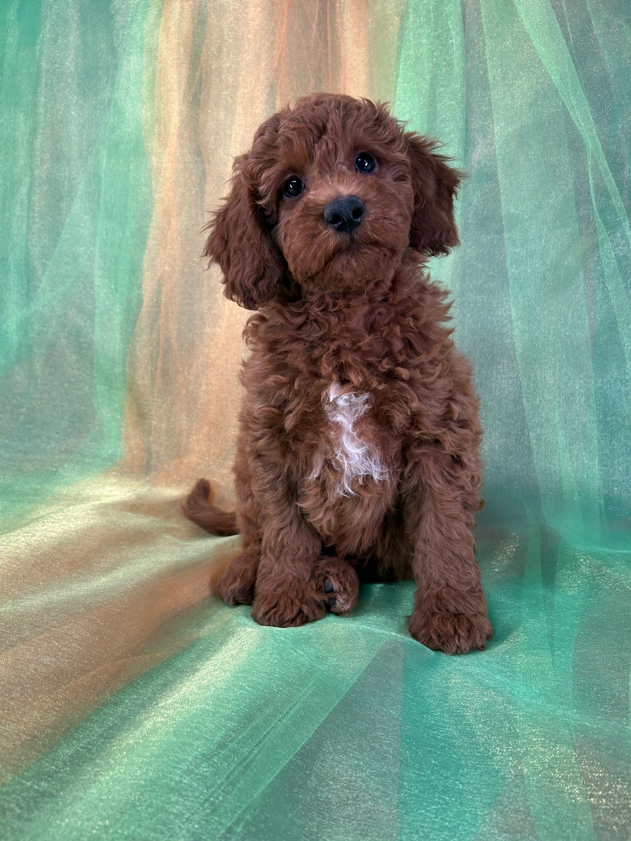 Male F1b Miniature Golden Doodle Puppy for Sale DOB 1-8-2026 $1200